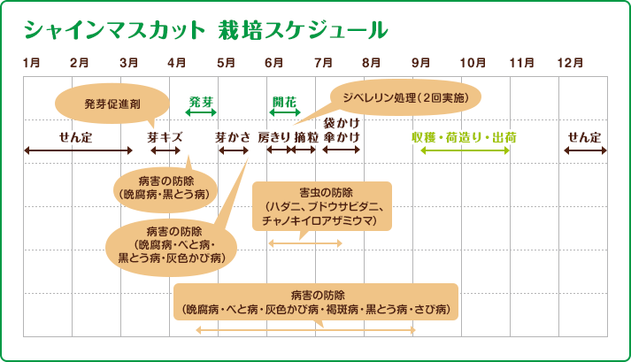 シャインマスカット　栽培スケジュール