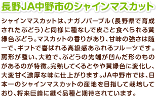 長野JA中野市のシャインマスカット シャインマスカットは、ナガノパープル（長野県で育成されたぶどう）と同様に種なしで皮ごと食べられる黄緑色ぶどう。マスカットの香りがあり、甘味の強さは随一で、ギフトで喜ばれる高級感あふれるフルーツです。房形が整い、大粒で、ぶどうの先端が凹んだ形のものがあるのが特徴。完熟してくるとやや黄緑色に変化し、大変甘く濃厚な味に仕上がります。JA中野市では、日本一のシャインマスカットの産地を目指して栽培しており、将来巨峰に継ぐ品種と期待されています。