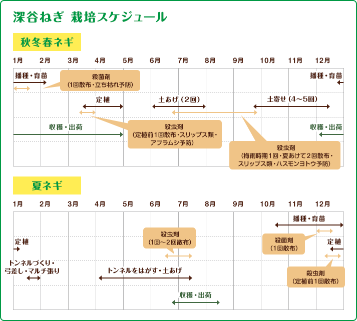 深谷ねぎ 栽培スケジュール