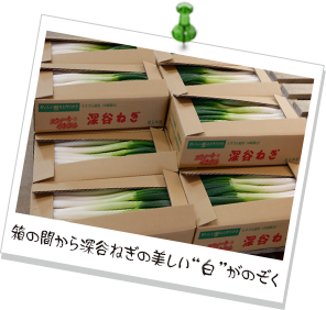 箱の間から深谷ねぎの美しい“白”がのぞく