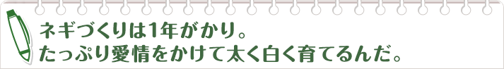 ネギづくりは1年がかり。たっぷり愛情をかけて太く白く育てるんだ。