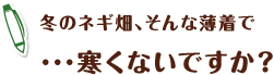 冬のネギ畑、そんな薄着で･･･寒くないですか？