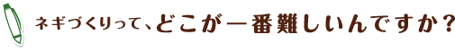 ネギづくりって、どこが一番難しいんですか？