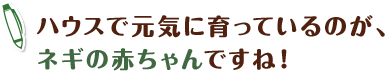 ハウスで元気に育っているのが、ネギの赤ちゃんですね！