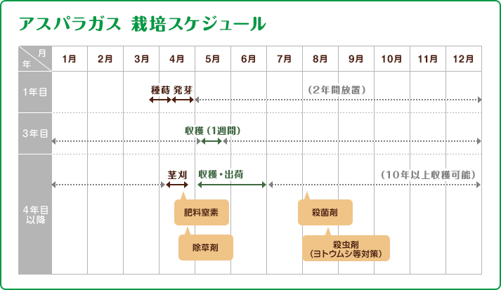 アスパラガス 栽培スケジュール