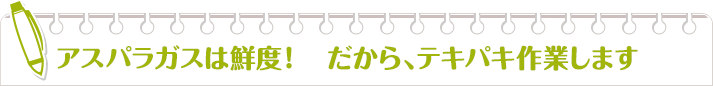 アスパラガスは鮮度！　だから、テキパキ作業します