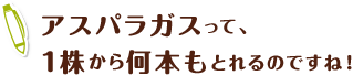 アスパラガスって、1株から何本もとれるのですね！ 