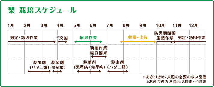 梨 栽培スケジュール