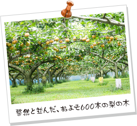 整然と並んだ、およそ600本の梨の木