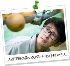 JA西印旛の梨のスペシャリスト清田さん