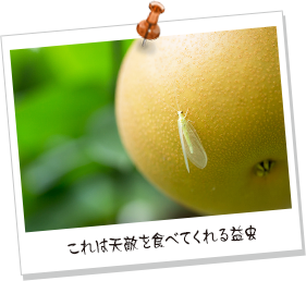 これは天敵を食べてくれる益虫