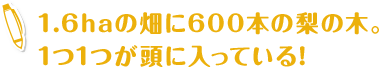 1.6haの畑に600本の梨の木。1つ1つが頭に入っている!