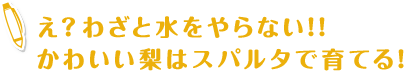 え？わざと水をやらない!!かわいい梨はスパルタで育てる!