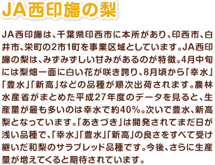 JA西印旛の梨 JA西印旛は、千葉県印西市に本所があり、印西市、白井市、栄町の2市1町を事業区域としています。JA西印旛の梨は、みずみずしい甘みがあるのが特徴。4月中旬には梨畑一面に白い花が咲き誇り、8月頃から「幸水」「豊水」「新高」などの品種が順次出荷されます。農林水産省がまとめた平成27年度のデータを見ると、生産量が最も多いのは幸水で約40%。次いで豊水、新高梨となっています。「あきづき」は開発されてまだ日が浅い品種で、「幸水」「豊水」「新高」の良さをすべて受け継いだ和梨のサラブレッド品種です。今後、さらに生産量が増えてくると期待されています。