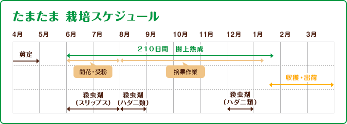 きんかん 栽培スケジュール