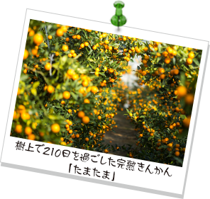 樹上で210日を過ごした完熟きんかん「たまたま」