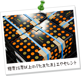 糖度18度以上の「たまたま」エクセレント