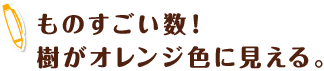 ものすごい数！樹がオレンジ色に見える。