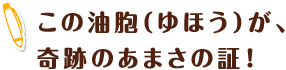 この油胞（ゆほう）が、奇跡のあまさの証！