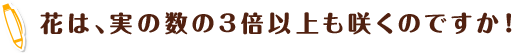 花は、実の数の3倍以上も咲くのですか！