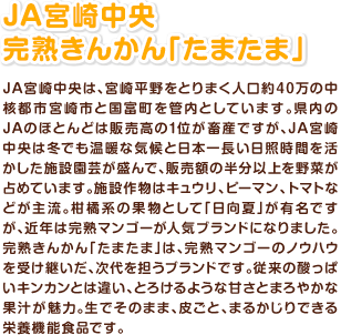 JA宮崎中央　完熟きんかん「たまたま」 JA宮崎中央は、宮崎平野をとりまく人口約40万の中核都市宮崎市と国富町を管内としています。県内のJAのほとんどは販売高の1位が畜産ですが、JA宮崎中央は冬でも温暖な気候と日本一長い日照時間を活かした施設園芸が盛んで、販売額の半分以上を野菜が占めています。施設作物はキュウリ、ピーマン、トマトなどが主流。柑橘系の果物として「日向夏」が有名ですが、近年は完熟マンゴーが人気ブランドになりました。完熟きんかん「たまたま」は、完熟マンゴーのノウハウを受け継いだ、次代を担うブランドです。従来の酸っぱいキンカンとは違い、とろけるような甘さとまろやかな果汁が魅力。生でそのまま、皮ごと、まるかじりできる栄養機能食品です。