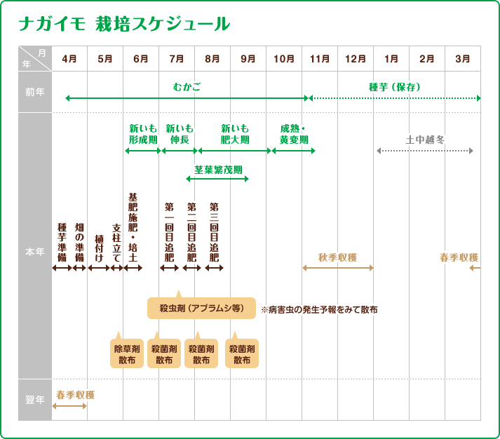 ナガイモ 栽培スケジュール