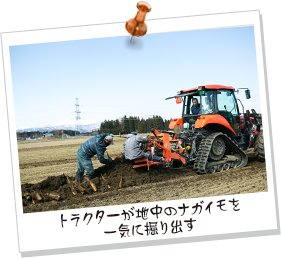 トラクターが地中のナガイモを一気に掘り出す