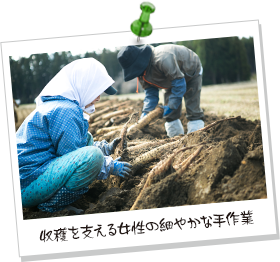 収穫を支える女性の細やかな手作業