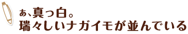 あ、真っ白。瑞々しいナガイモが並んでいる