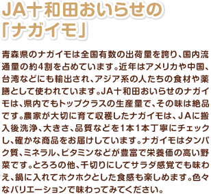 JA十和田おいらせの「ナガイモ」 青森県のナガイモは全国有数の出荷量を誇り、国内流通量の約4割を占めています。近年はアメリカや中国、台湾などにも輸出され、アジア系の人たちの食材や薬膳として使われています。JA十和田おいらせのナガイモは、県内でもトップクラスの生産量で、その味は絶品です。農家が大切に育て収穫したナガイモは、JAに搬入後洗浄、大きさ、品質などを1本1本丁寧にチェックし、確かな商品をお届けしています。ナガイモはタンパク質、ミネラル、ビタミンなどが豊富で栄養価の高い野菜です。とろろの他、千切りにしてサラダ感覚でも味わえ、鍋に入れてホクホクとした食感も楽しめます。色々なバリエーションで味わってみてください。