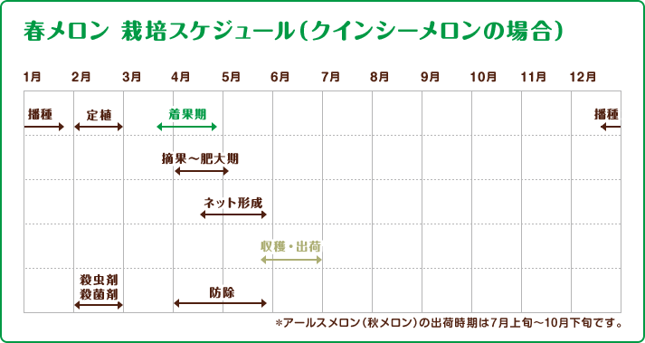 春メロン 栽培スケジュール（クインシーメロンの場合）