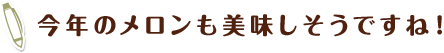 今年のメロンも美味しそうですね！