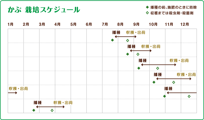 かぶ 栽培スケジュール