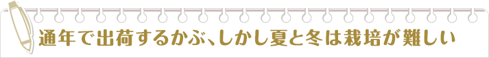 通年で出荷するかぶ、しかし夏と冬は栽培が難しい