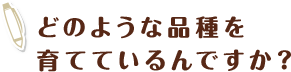 どのような品種を育てているんですか？