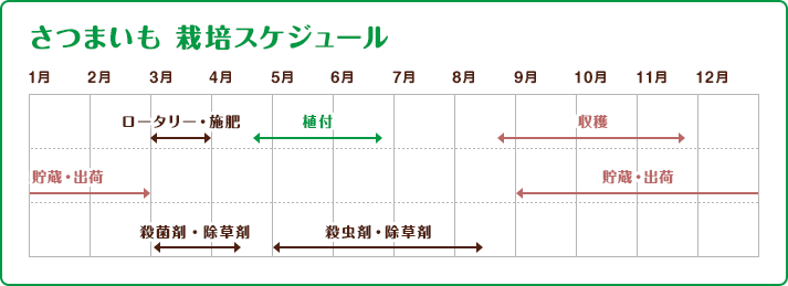 さつまいも 栽培スケジュール