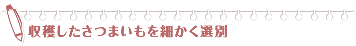 収穫したさつまいもを細かく選別