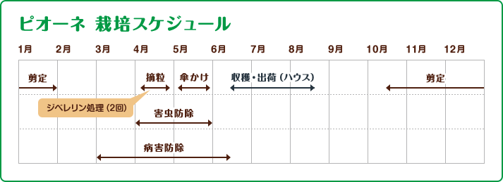 ピオーネ 栽培スケジュール