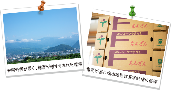 日照時間が長く、糖度が増す恵まれた環境　標高が高い塩山地区は果実栽培に最適