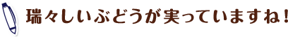 瑞々しいぶどうが実っていますね！