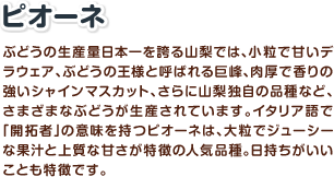 ぶどうの生産量日本一を誇る山梨では、小粒で甘いデラウェア、ぶどうの王様と呼ばれる巨峰、肉厚で香りの強いシャインマスカット、さらに山梨独自の品種など、さまざまなぶどうが生産されています。イタリア語で「開拓者」の意味を持つピオーネは、大粒でジューシーな果汁と上質な甘さが特徴の人気品種。日持ちがいいことも特徴です。