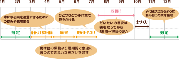 市川さんの栽培スケジュール