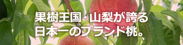 果樹王国・山梨が誇る日本一のブランド桃。