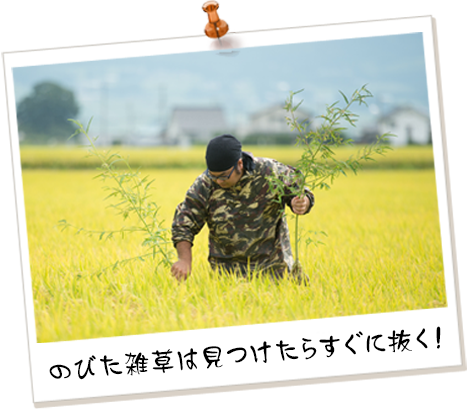 のびた雑草は見つけたらすぐに抜く！