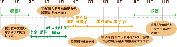 国実さんの栽培スケジュール