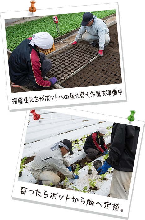 写真（上）研修生たちがポットへの植え替え作業を準備中、写真（下）育ったらポットから畑へ定植。