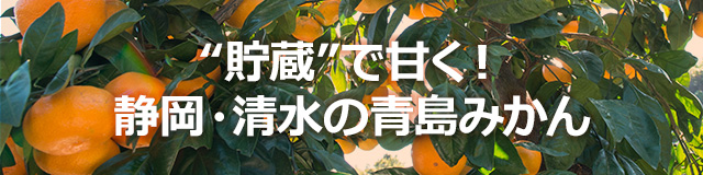 “貯蔵”で甘く！静岡・清水の青島みかん