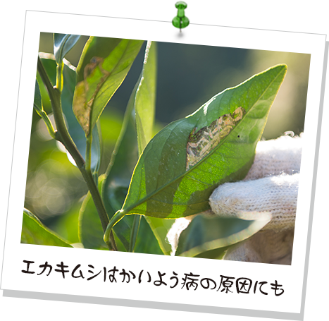 エカキムシはかいよう病の原因にも