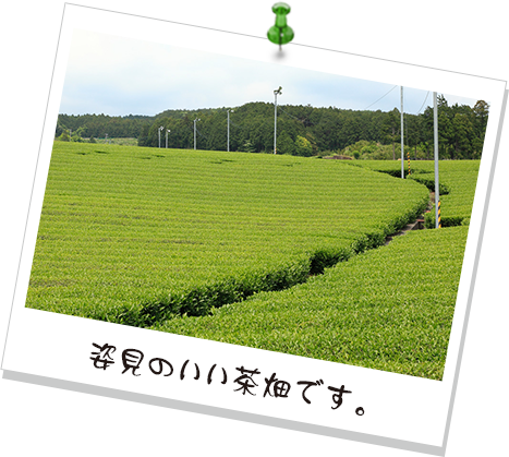 姿見のいい茶畑です。