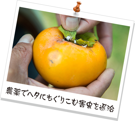 農薬でヘタにもぐりこむ害虫を退治